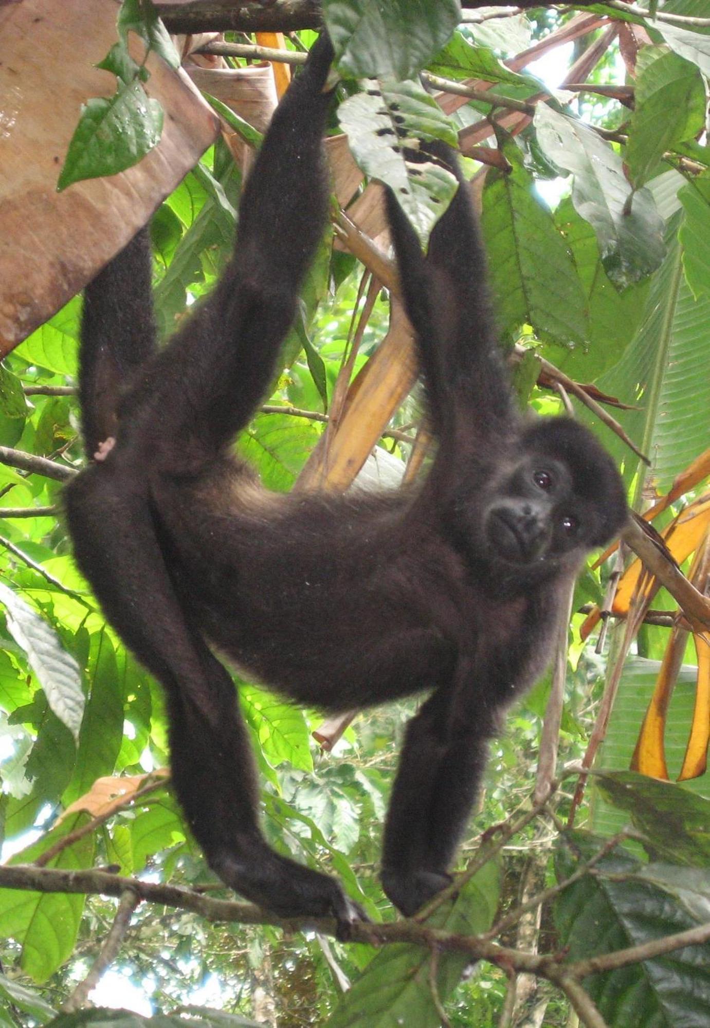 El Tucan Jungle Lodge Puerto Viejo de Talamanca Kültér fotó
