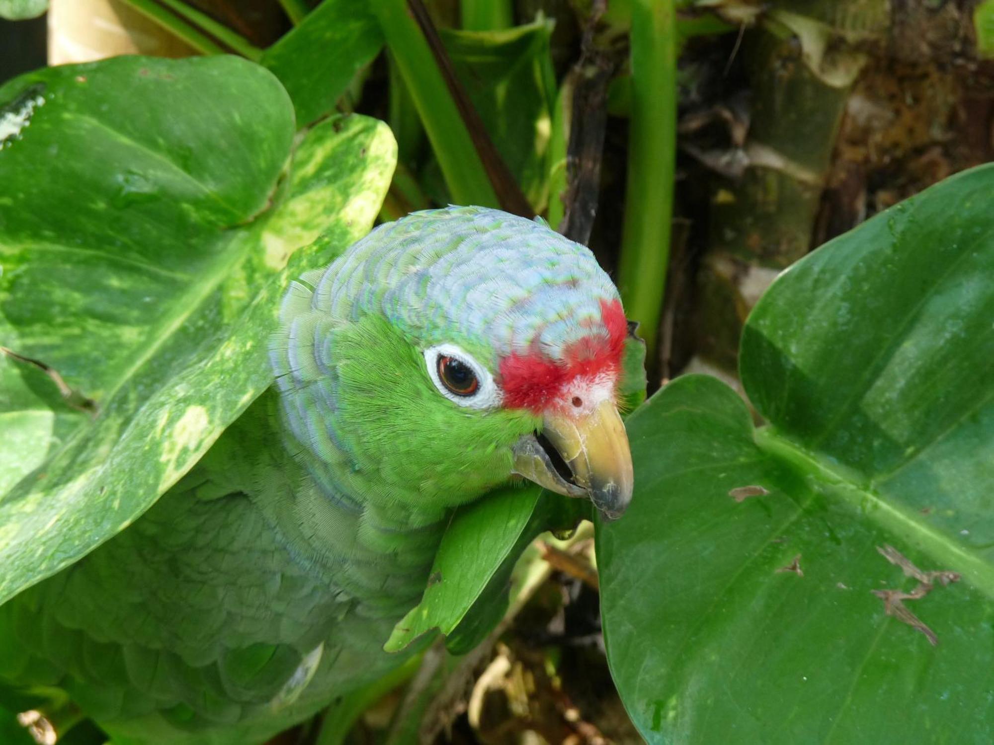 El Tucan Jungle Lodge Puerto Viejo de Talamanca Kültér fotó