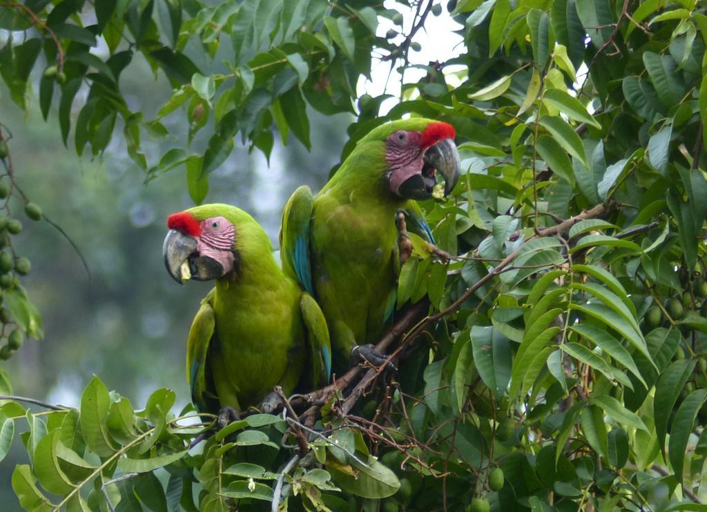 El Tucan Jungle Lodge Puerto Viejo de Talamanca Kültér fotó