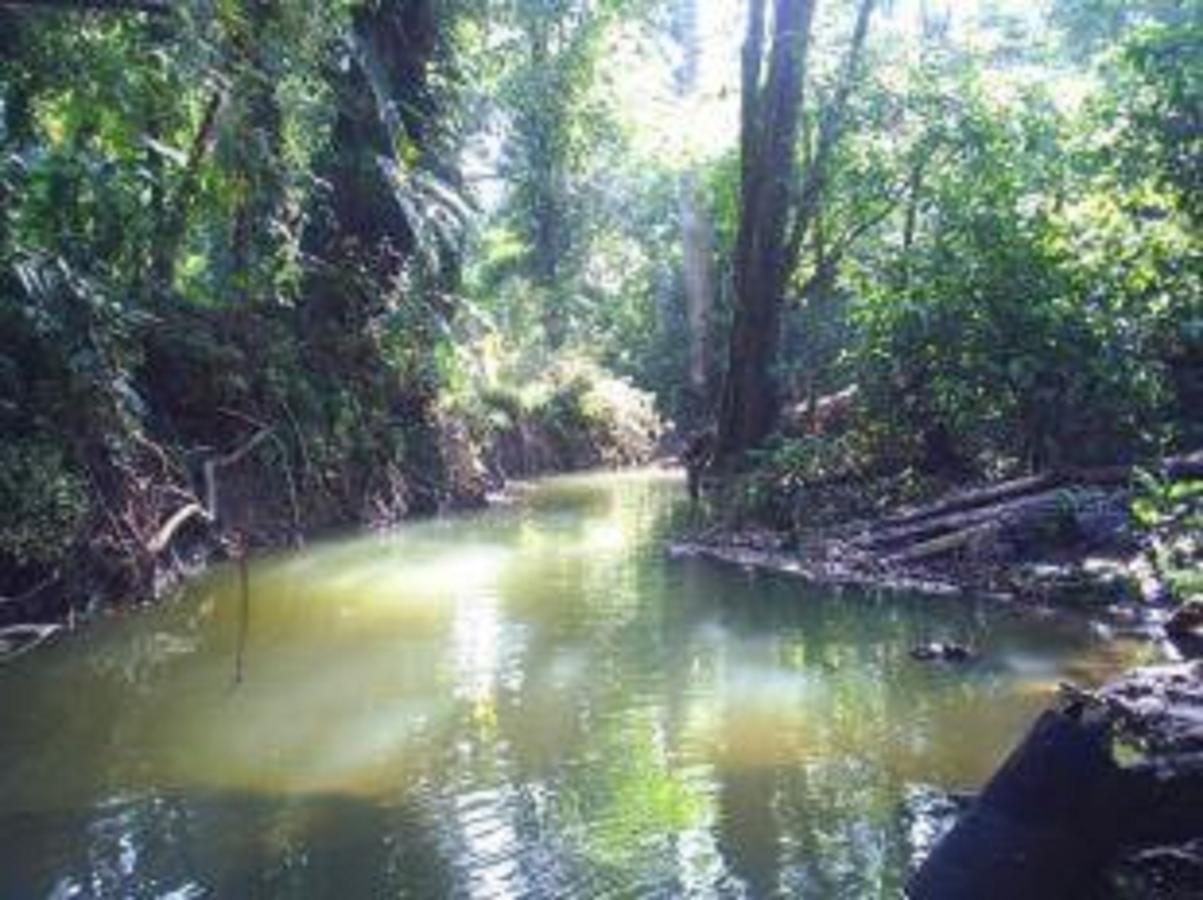 El Tucan Jungle Lodge Puerto Viejo de Talamanca Kültér fotó